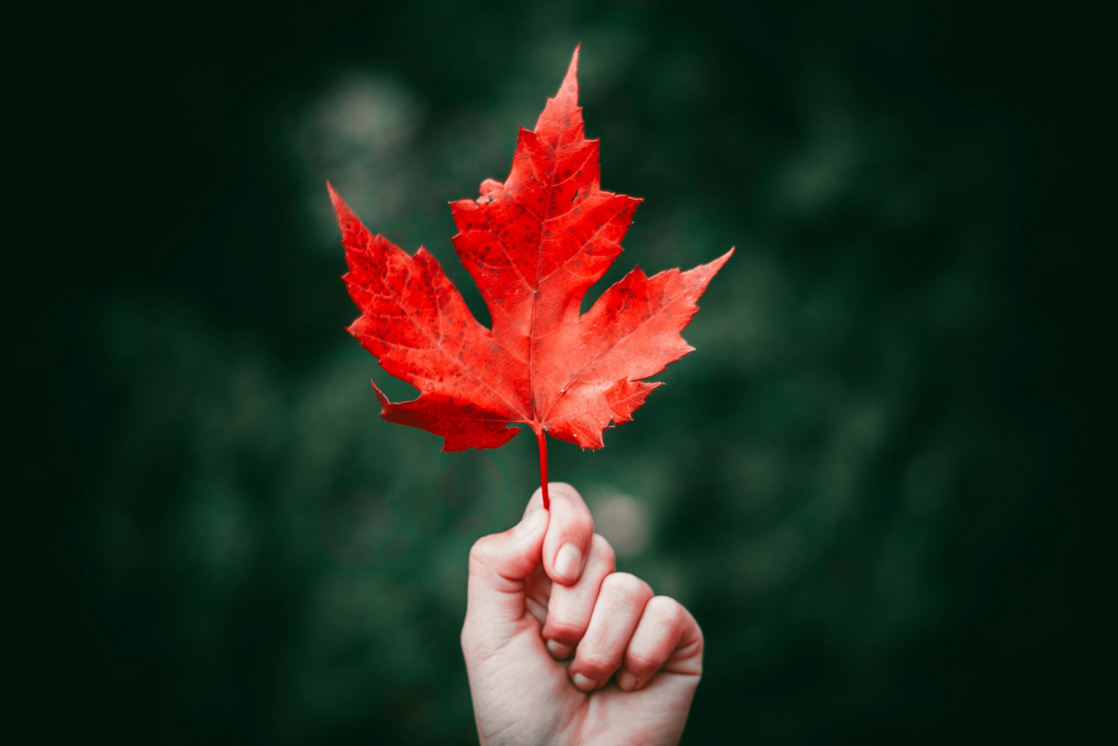 Red maple leaf held in hands - Canada soccer Maplepress World Cup