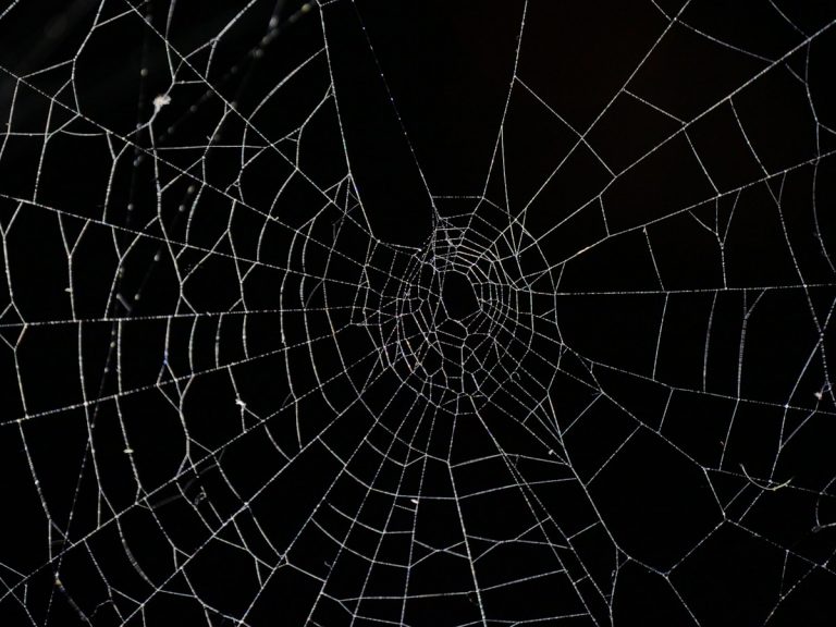 Spider web close-up - World Cup possession trap tactical capture